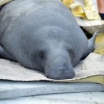 Florida's manatees are in trouble. (FWC)