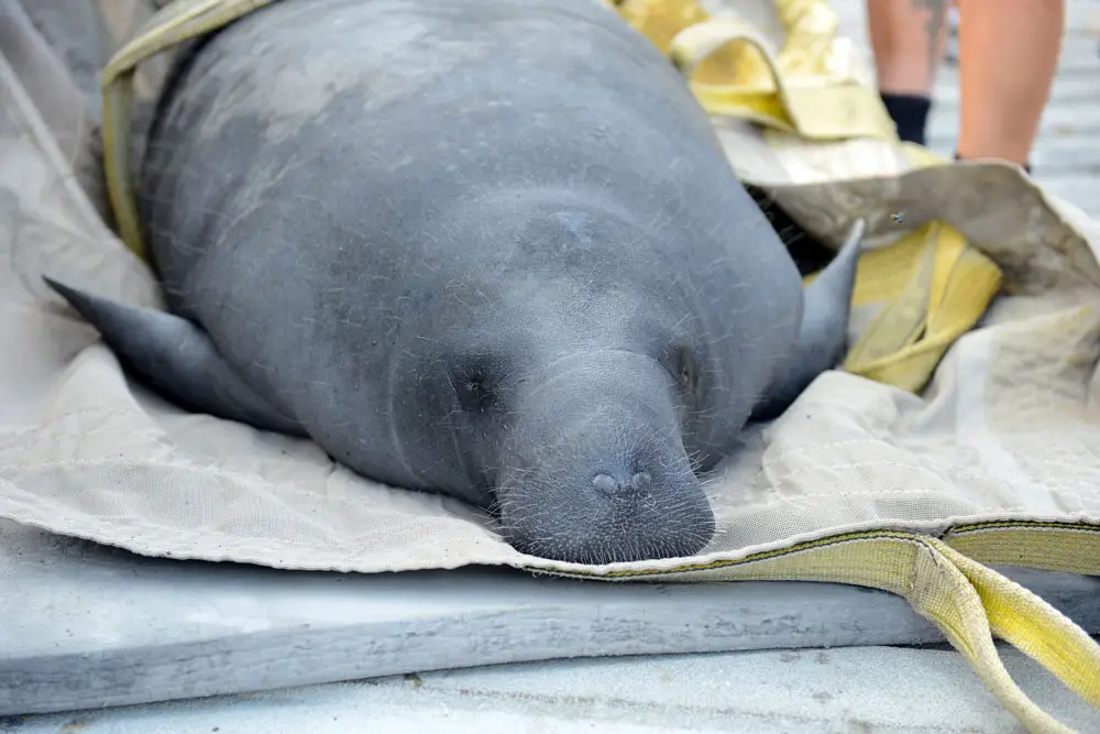 Florida's manatees are in trouble. (FWC)