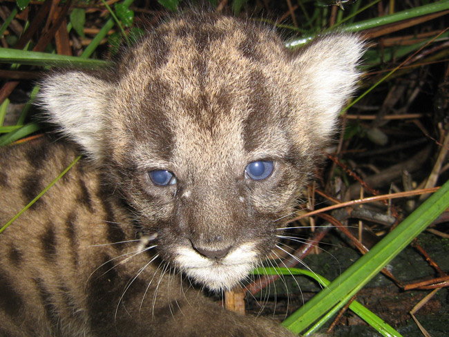 baby florida panther