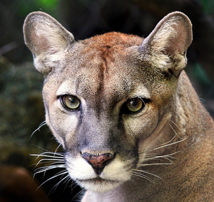 florida panther