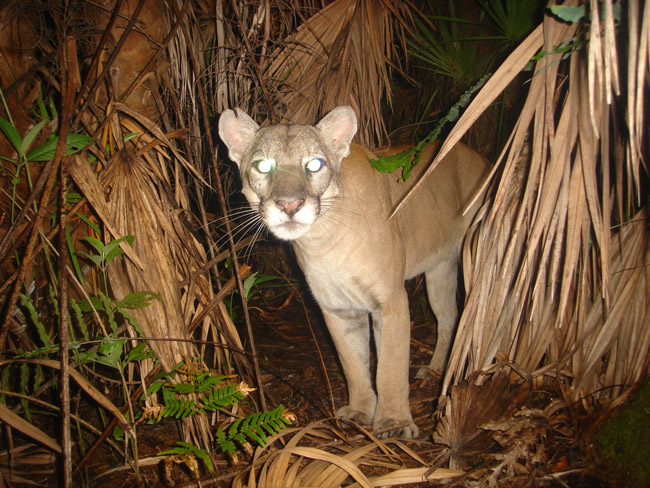 florida panther in the wild