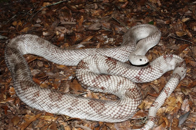 The Florida pine snake. Click on the image for larger view. (FWC)