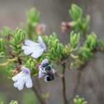 Scrub mints are critical for pollinators, including the rare blue calamintha bee (Osmia calaminthae). Kristen Grace/Florida Museum, CC BY