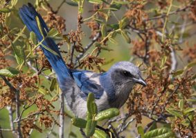 florida scrub-jays