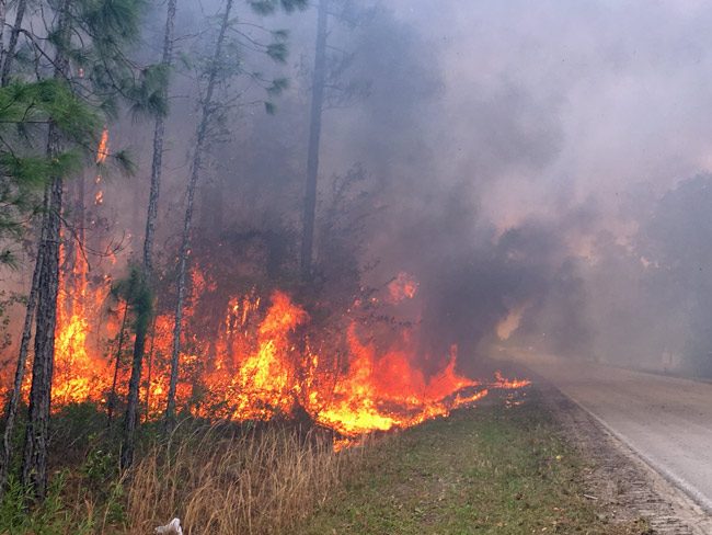 The scene at a recent fire in Flagler County. (Forest Service)