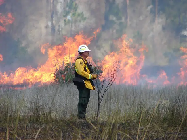 florida forest service wildfires