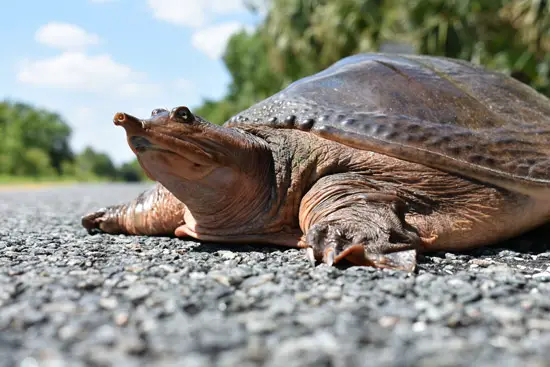 Softshell turtle FWC photo by Chad Weber