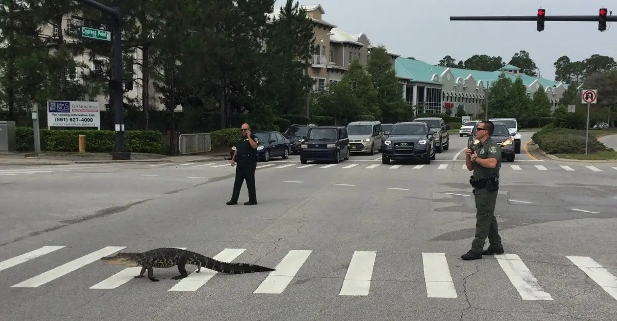 gator crossing