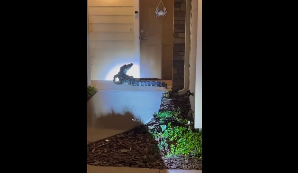 The 6-foot gator made a house call at one of the Brookhaven apartments in Palm Coast's Town center late Sunday night. (FCSO video screen capture)