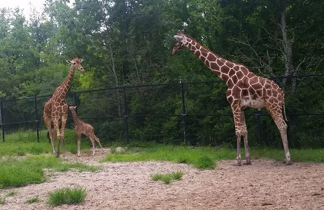 jacksonville zoo giraffes