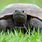 The U.S. Fish and Wildlife Service denied a request to list Florida gopher tortoises as endangered or threatened species. Craig ONeal / Wikimedia Commons