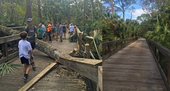 The before-and-after view of the Graham Swamp trail today, as volunteers chiefly made up of FPC's track and field team got to work cleaning it up. Click on the image for larger view. (Milissa Holland for FlaglerLive)