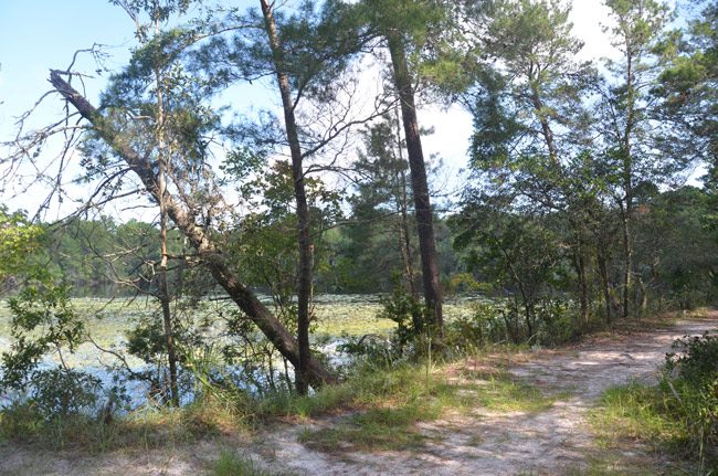 Graham Swamp in Palm Coast has long been favored by men indulging in what Mark Twain called 'this stately subject.' (© FlaglerLive)