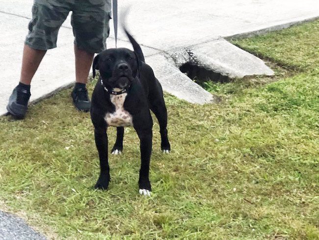 In the third Palm Coast biting incident involving a pit bull or a pit bull mix in two weeks, Gunner, above, got loose from his house on Regent Lane and went a few doors down, where he attacked an elderly woman. (Palm Coast Animal Control)