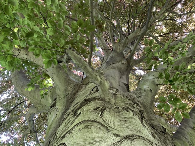 hackberry tree greenwood cemetery brooklyn