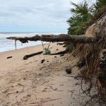A severely eroded beach in the Hammock in late September 2022, where an exposed root as if pointed in the direction of the seaborne culprit. The Atlantic is warmer today than it was at this point in recent years. (© FlaglerLive)