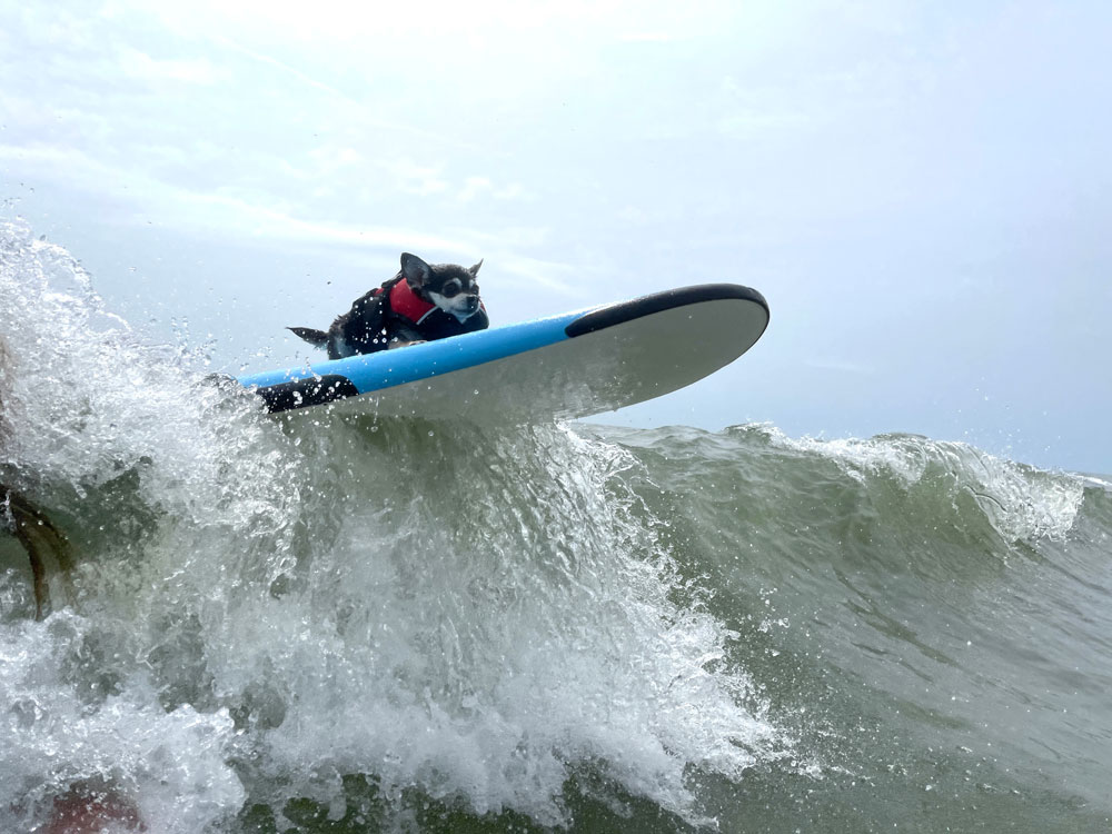 Hundreds Turn Up For Flagler Beach's 1st 'Hang 8' Dog-Surfing Contest ...