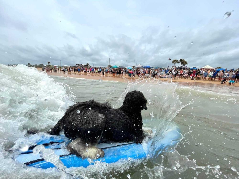 One of the larger dogs catching a wave at last year's Hang 8 Dog Surfing competition in Flagler Beach. The event returns later this month. (Hang 8)