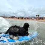 One of the larger dogs catching a wave at last year's Hang 8 Dog Surfing competition in Flagler Beach. The event returns later this month. (Hang 8)
