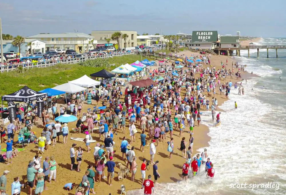A drone view of just one half the segment of beach taken up by the Hang 8 Dog Surfing competition at its height this morning in Fl;agler Beach, showing the huge crowd. (© Scott Spradley for FlaglerLive)