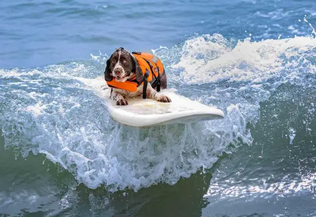 hang 8 dog surfing