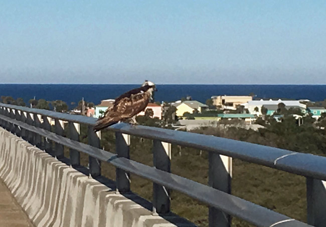 Looking for prey, and photographed by Flagler Beach City Commission Chairman Rick Belhumeur last week, who noted: 'He can be found there daily for hours on end.'