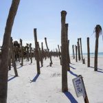 Sabal palms on the western edge of Egmont Key have succumbed to saltwater intrusion. (Ben Montgomery)