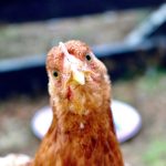 palm coast backyard chickens