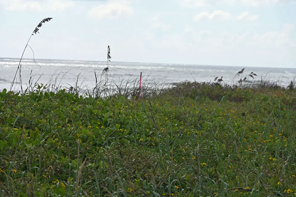 The last holdout: the small parcel above is one of two "remnants" on the east side of State Road A1A that still requires its owner to sign an easement so the U.S. Army Corps of Engineers can rebuild it into a more substantial dune than the eroded remains standing there now. (© FlaglerLive)
