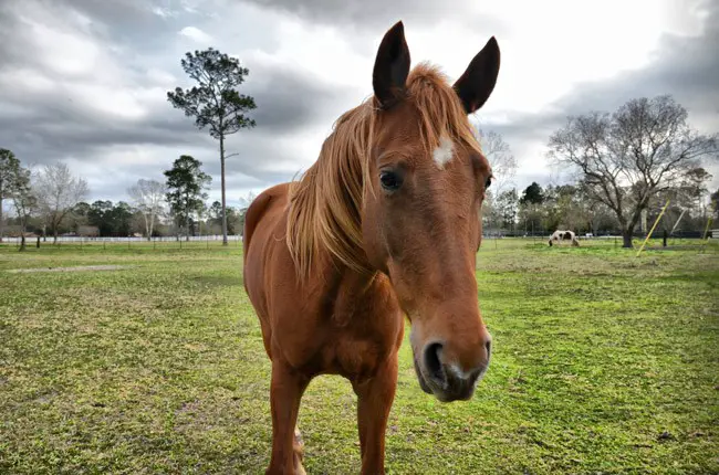 horse farms florida legislature