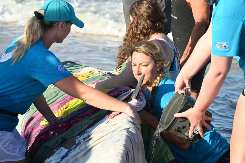 whale beached