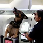 For migrants, it's been a dog's life. (U.S. Customs and Border Protection,)