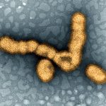 influenza-virus-Wuhan