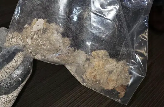 A sample of insulation pulled today at the Sheriff's Operations Center points to old insulation that remained from the building's uses in the 1980s and 90s, and what appears to be bat droppings. (FCSO)