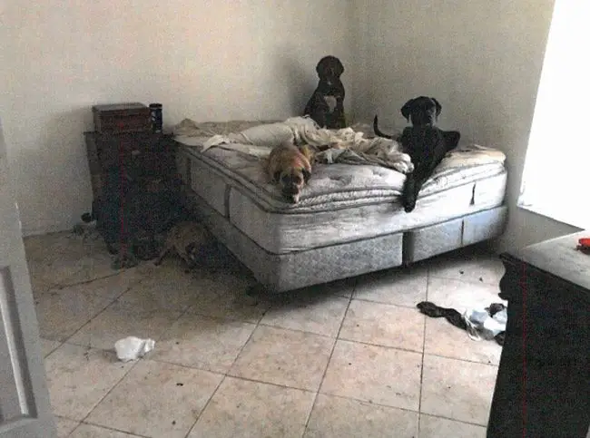 A bedroom at 12 Waywood Place in one of numerous images included in the animal control report. 