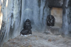 The zoo's gorillas, huddling from a chilly late afternoon last November. Click on the image for larger view. (© FlaglerLive)