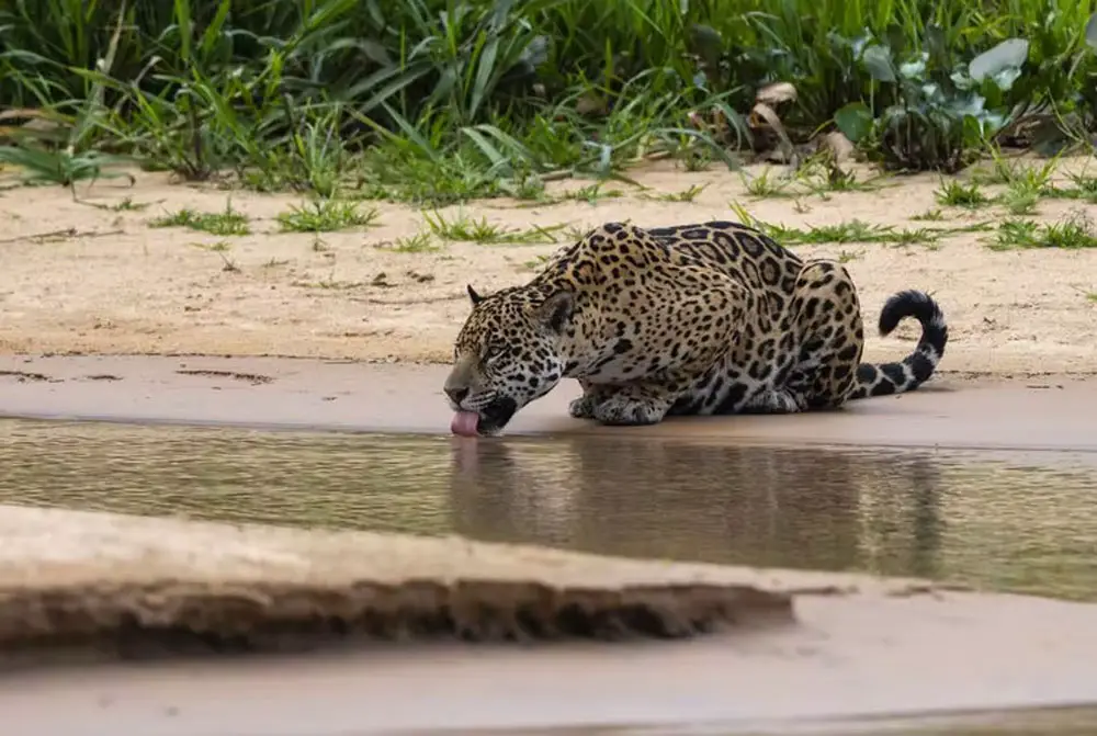 A jaguar in Brazil’s Patanal region. 