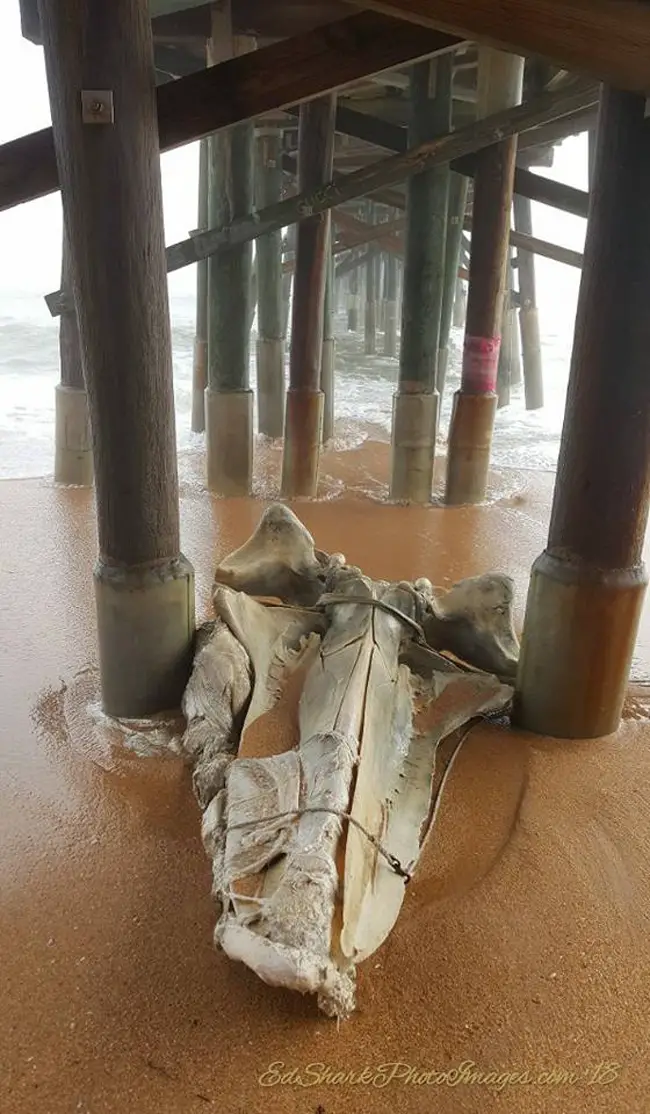 Ed Siarkowicz‎ of Scudbuster Diaries shot this skeletal whale of a jawbone this week after the jawbone clearly decided to nestle beneath the Flagler Beach Pier. 