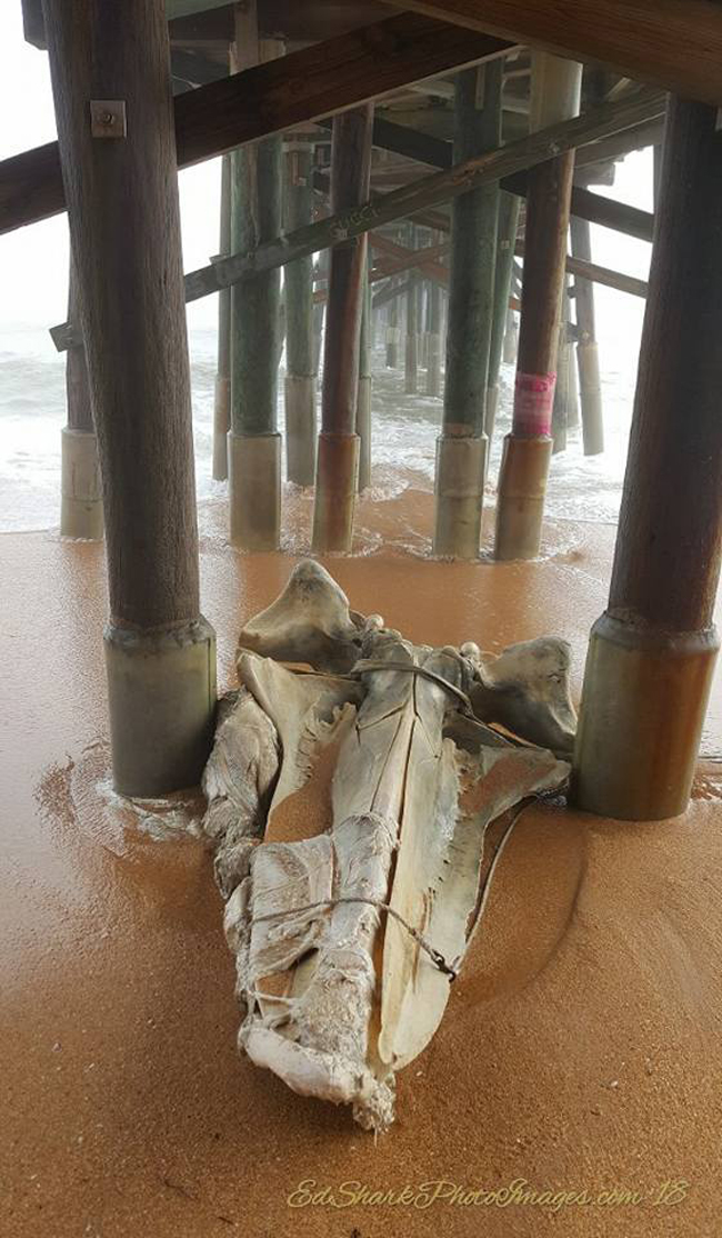 Ed Siarkowicz‎ of Scudbuster Diaries shot this skeletal whale of a jawbone this week after the jawbone clearly decided to nestle beneath the Flagler Beach Pier.