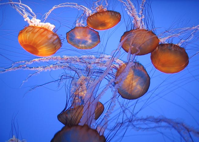 jellyfish florida beaches