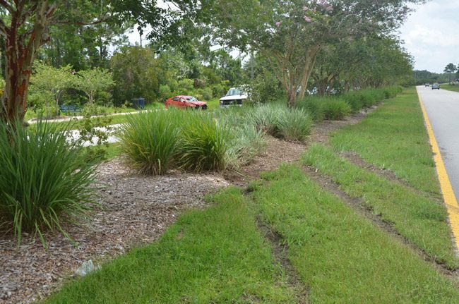 The Jetta's path through the median. The car uprooted a tree. (© FlaglerLive)