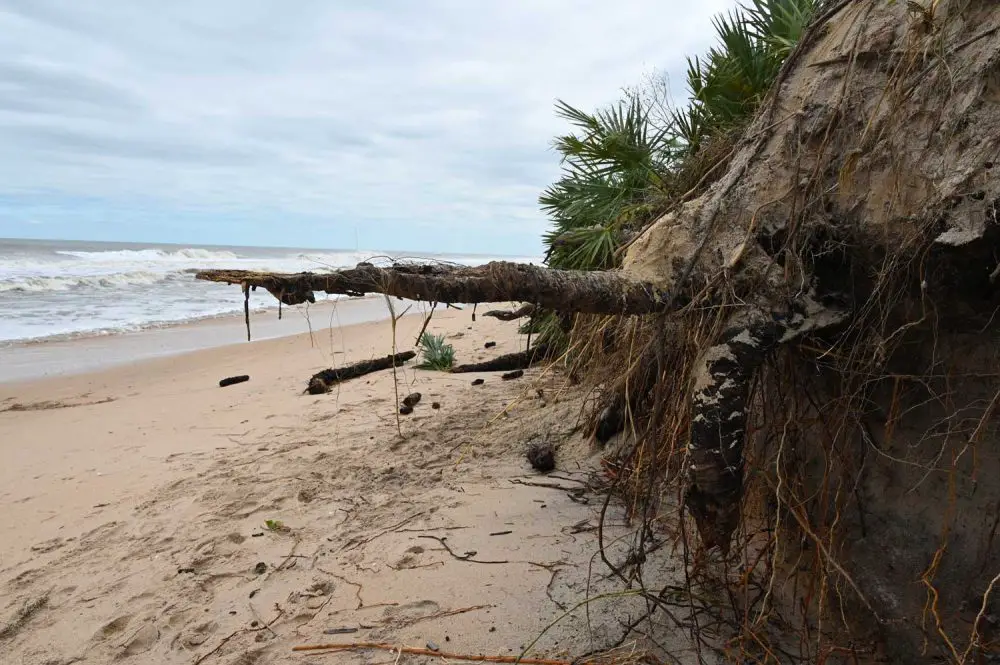 The beach at Jungle Hut Park, as in most spots along the 18 miles of shore, was remade by Hurricane Ian, which entirely carved out the dunes the county had rebuilt in 2018 and 2019, and advanced further inland, carving out older sands. (© FlaglerLive)