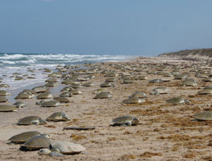 A massive Kemp's ridley nesting event, called arribadas, in Tamaulipas, Mexico (Toni Torres, Gladys Porter Zoo)