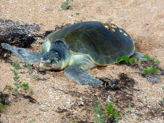 kemp's ridley turtles