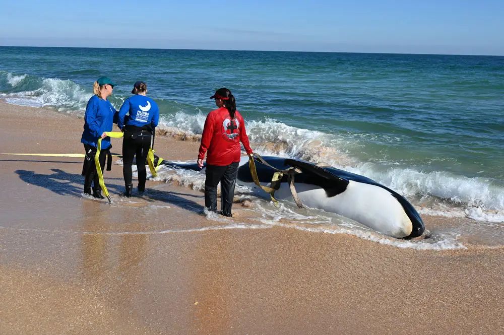 The killer whale this morning as authorities were preparing to transfer it to a trailer, then to Seaworld in Orlando for a necropsy. (© FlaglerLive)