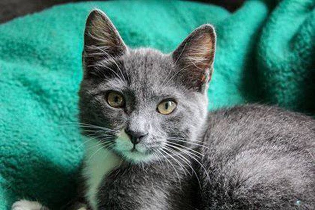 Meet Renfro: neutered, tested and vaccinated, and looking for a home.  The cat and many others will be at Petsmart in Palm Coast Saturday from 10 - 3 as part of an adoption event. See more details below. (Community Cats of Palm Coast)