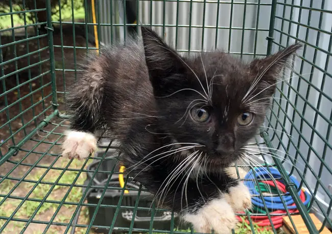 kitten rescue walmart