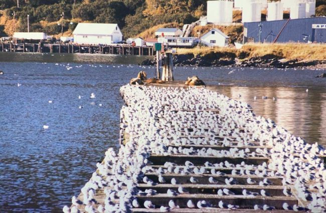 kodiak seagulls