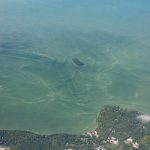 Blue-green algae is not always visible but can be harmful to humans and animals. Above, a blue-green algae bloom at Lake Erie. (NOAA)