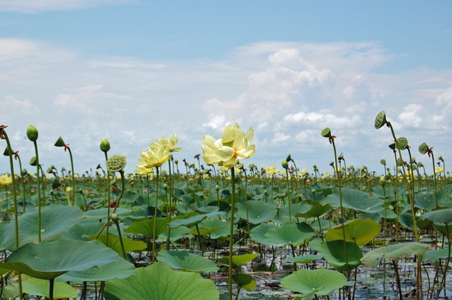 The money from Amendment 1 funding includes $15 million for an agricultural project on the west side of Lake Okeechobee, but little money is devoted to land acquisition. (FWC)